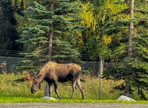 Moose in Anchorage