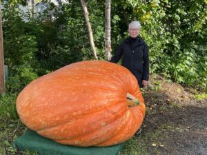 Volkswagen size Pumpkin