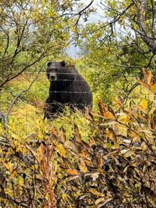 Black Bear at Wildlife Rehabilitation Center