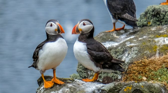 99,999 Puffins on the Wall.  The Isle of May