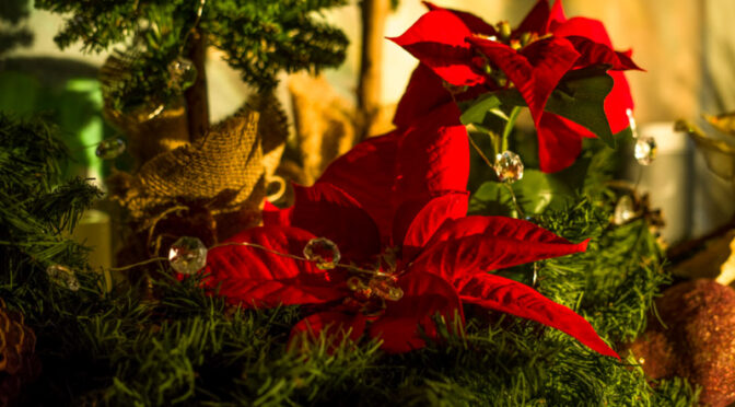 We wish you a Merry Christmas and a Happy New Year